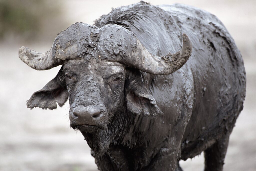 Buffalo Cooling in Mud: A Rugged Nature Background Wallpaper