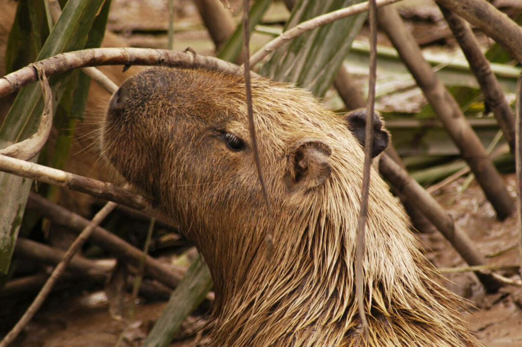 Close-up of a muddy capybara in wet foliage with tangled branches showcasing textured fur Wallpaper