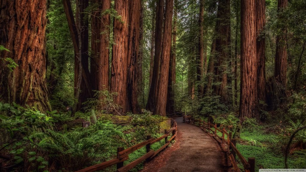 Muir Woods boardwalk winding through towering redwoods lush ferns peaceful forest background Wallpaper