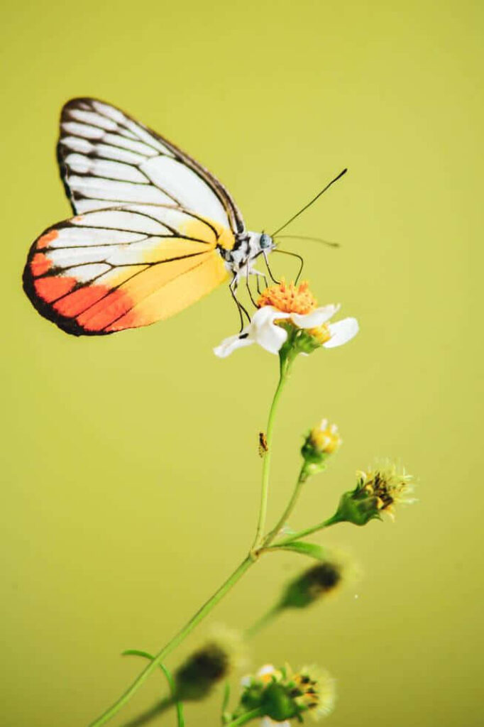 Stunning Multi-Colored Butterfly Close-Up Wallpaper Background