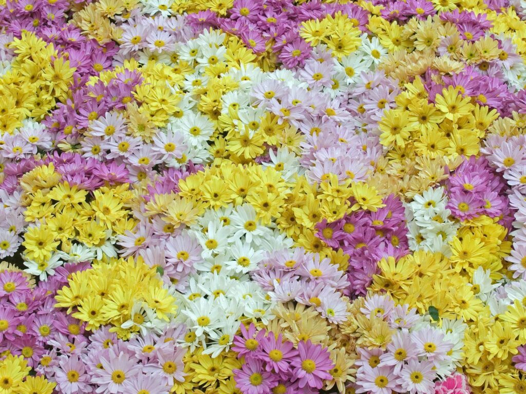 Vibrant Multicolored Daisy Wallpaper - Cheerful Floral Background