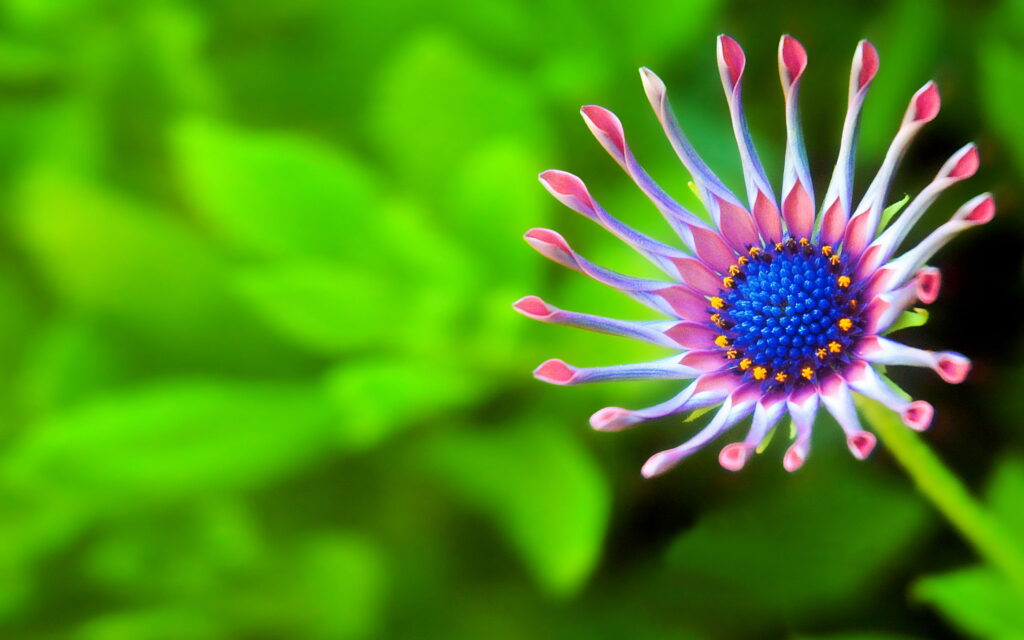 Macro photo of Whirligig African Daisy with purple petals and indigo center on green background Wallpaper