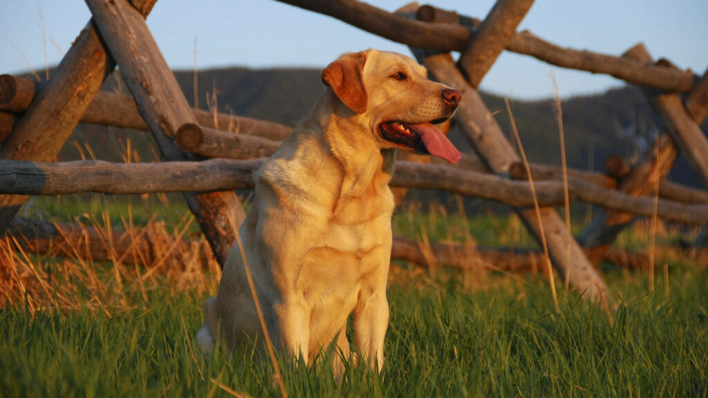 Muscular Labrador Wallpaper: Serene Field & Golden Hour Beauty