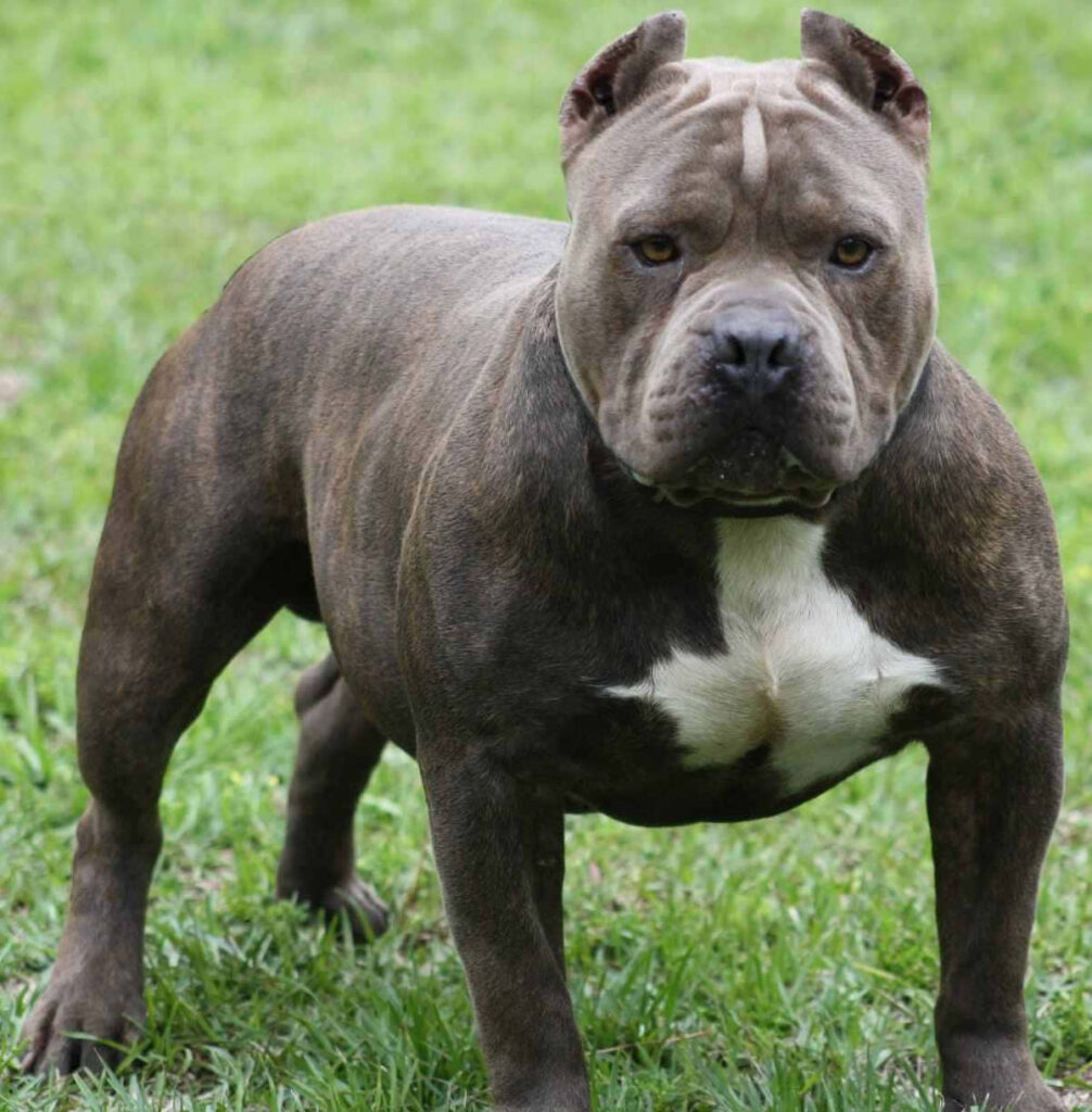 Muscular Pitbull Alert on Grassy Ground - Striking Wallpaper