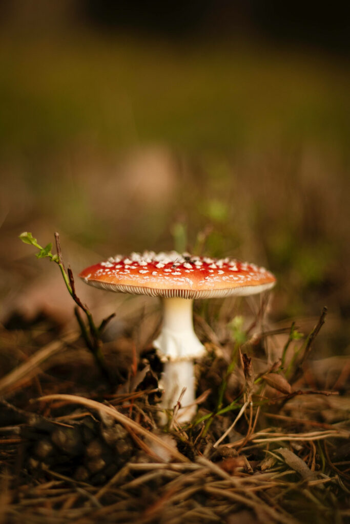Enchanting Mushroom Haven: Delicate Red & White Fly Agaric Flourishes on Moss - A Captivating Aesthetic Mushroom Wallpaper
