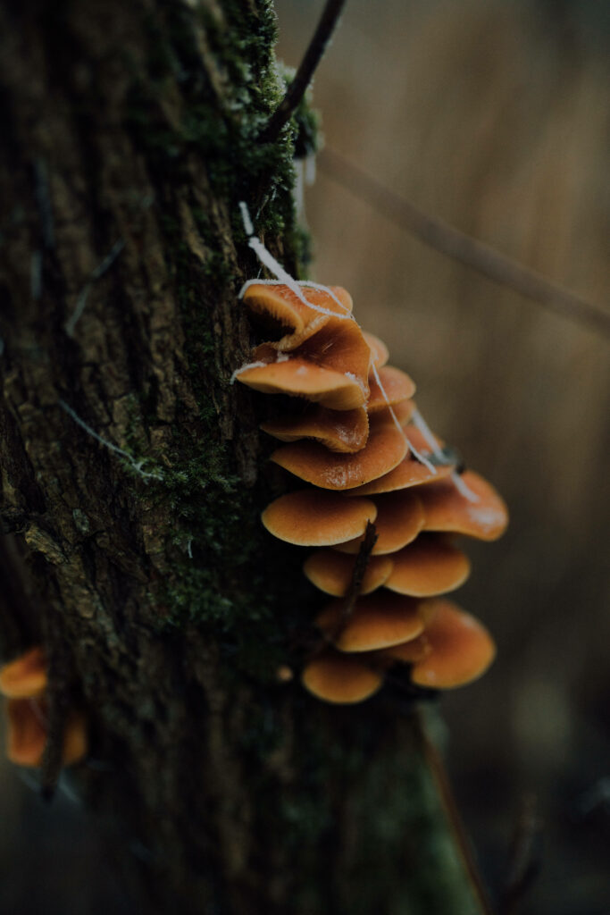 Nature's Artistry: Capturing the Enchanting Mushroom Cluster on a Tree Trunk in Exquisite Focus Wallpaper