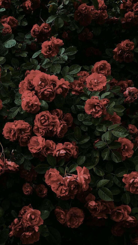 Muted Red Roses on Deep Green Leaves - Elegant Wallpaper Background