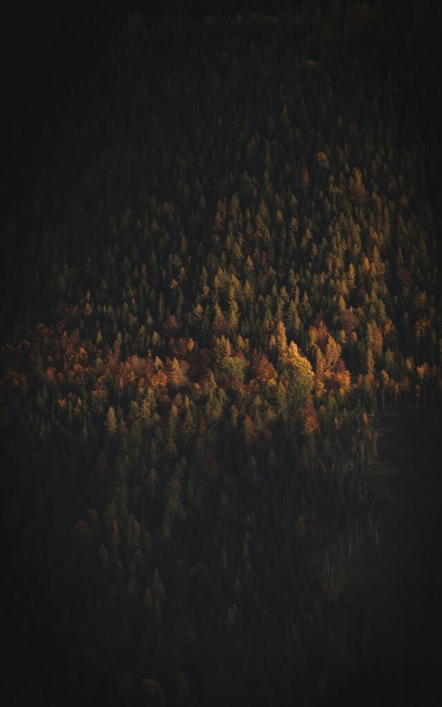 Aerial view of dense forest with dark green and autumn trees in moody soft lighting wallpaper