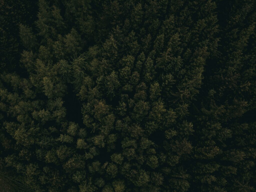 Aerial view of dense forest with lush dark green tree tops creating moody natural patterns Wallpaper