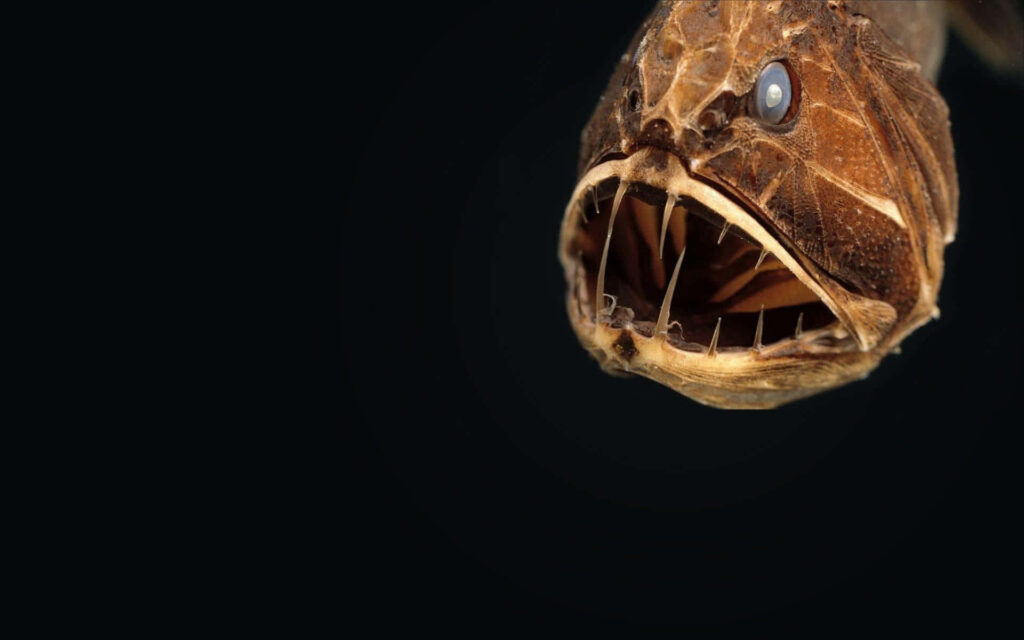 Mysterious anglerfish with sharp teeth glowing in dark ocean depths wallpaper background