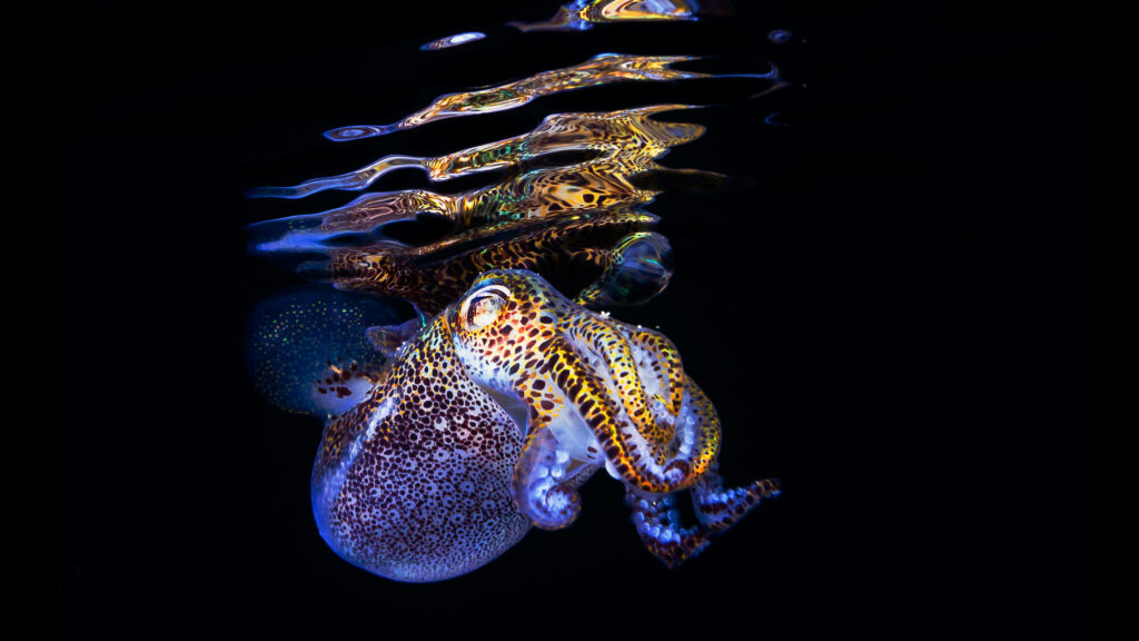 Ocean Mystery: An Elusive Cuttlefish Gliding Stealthily Through the Depths Wallpaper