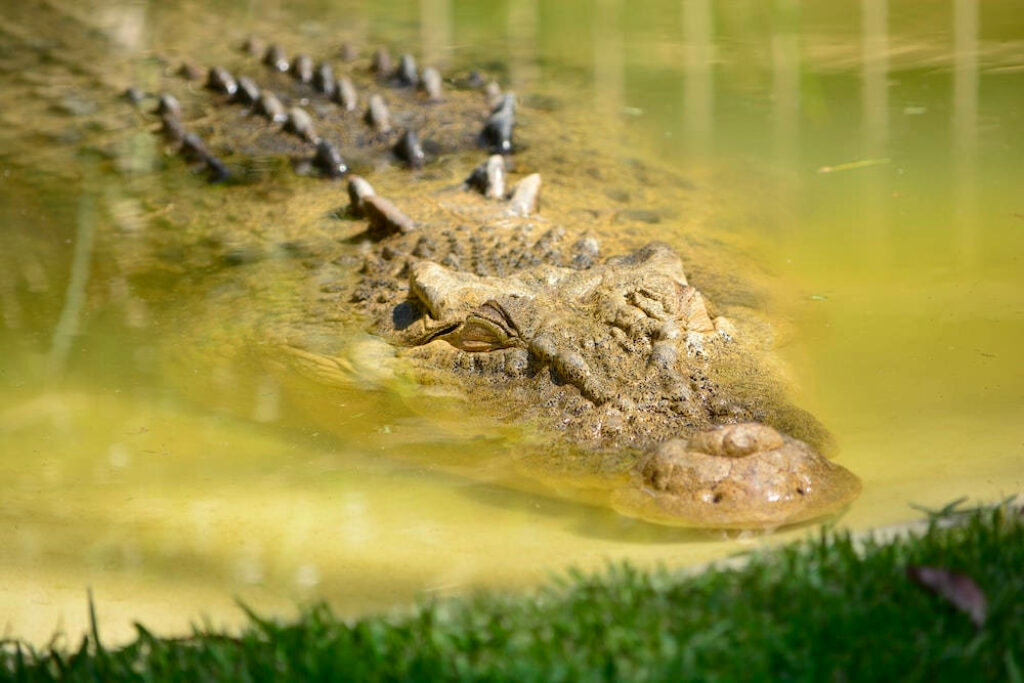 Mysterious Caiman Gliding in Murky Water Wallpaper Background