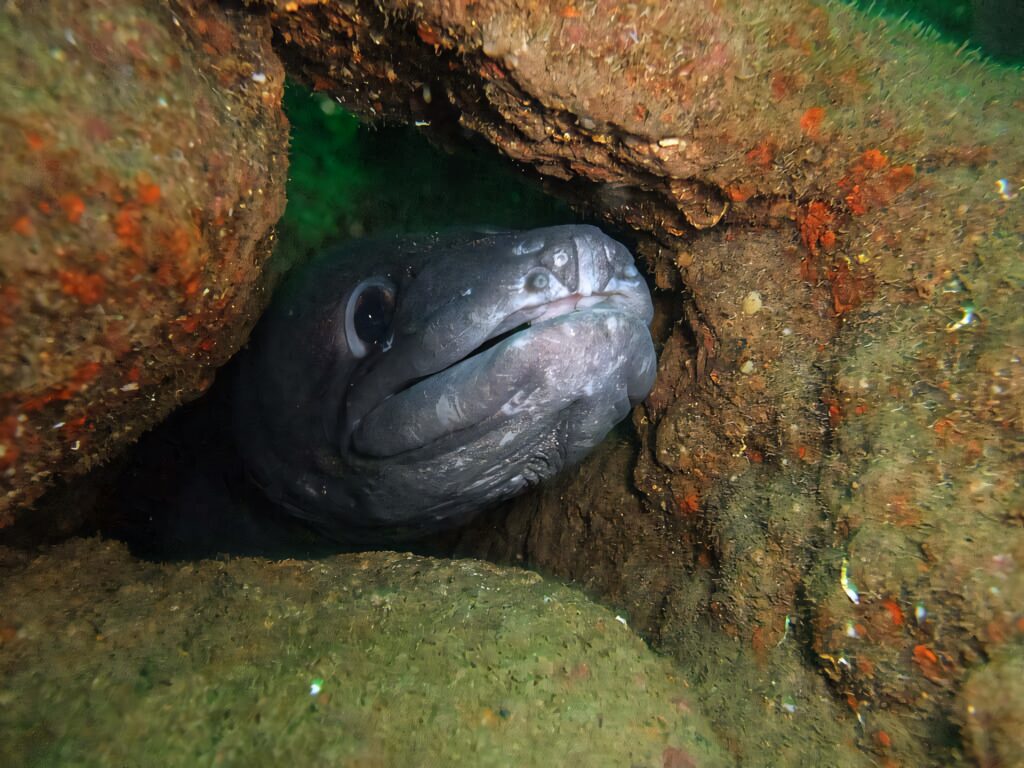 Conger eel peeking from algae-covered rocky crevice in textured underwater marine habitat background Wallpaper