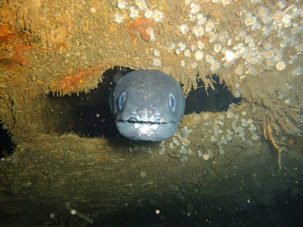Conger eel emerging from rugged reef cave with gray body surrounded by corals underwater scene Wallpaper