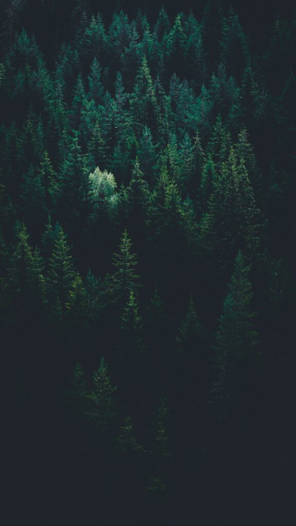 Mysterious top view of dense dark green forest with a single illuminated tree wallpaper background