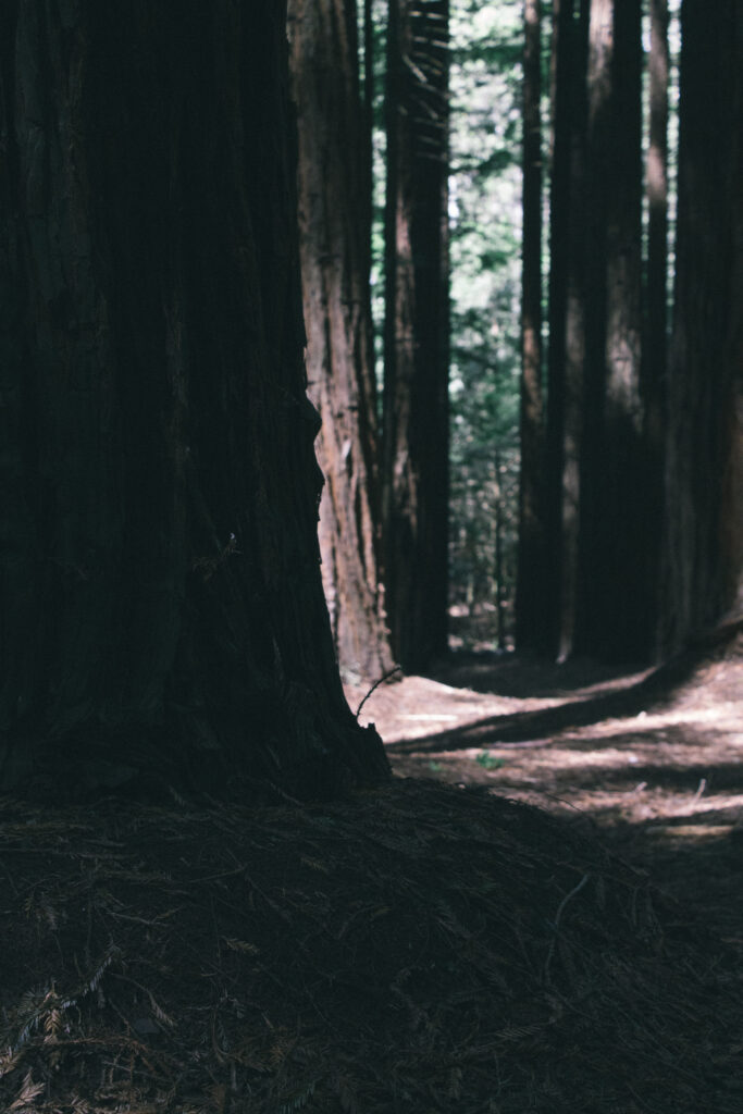Dense forest wallpaper with tall shadowy trees and soft filtered light creating serene mood