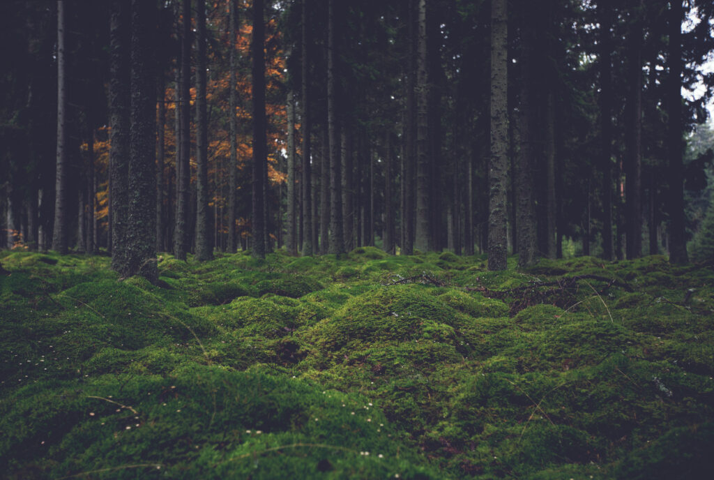 Dense forest wallpaper with tall shadowy trees and lush green moss under moody lighting