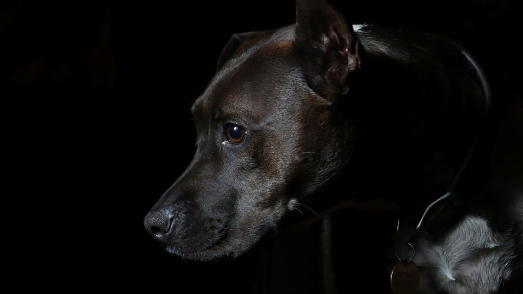 Captivating Dog Wallpaper: Profile Highlighted by Soft Lighting