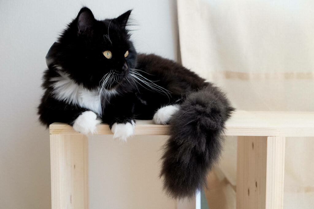 The Mysterious Charmer: A Captivating Black Feline Resting on a rustic Wooden Table Wallpaper