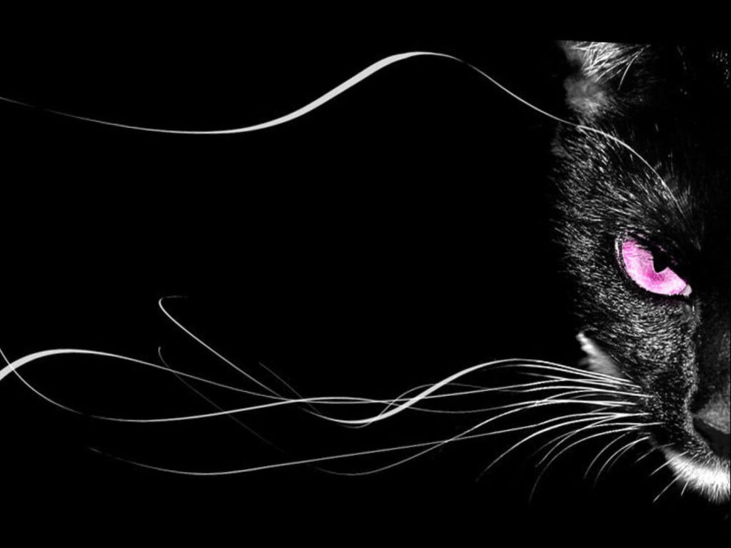 Enchanting Feline Gaze: Mesmerizing Black Cat Eyes Amidst a Shadowy Canvas Wallpaper