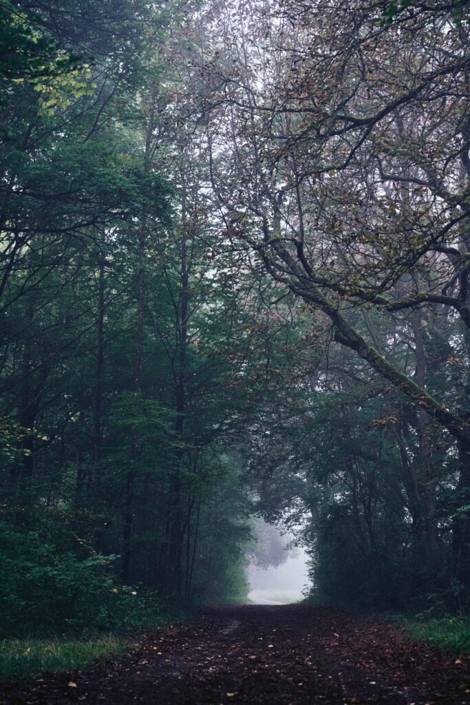 Foggy forest path winding through dense trees serene moody nature wallpaper background