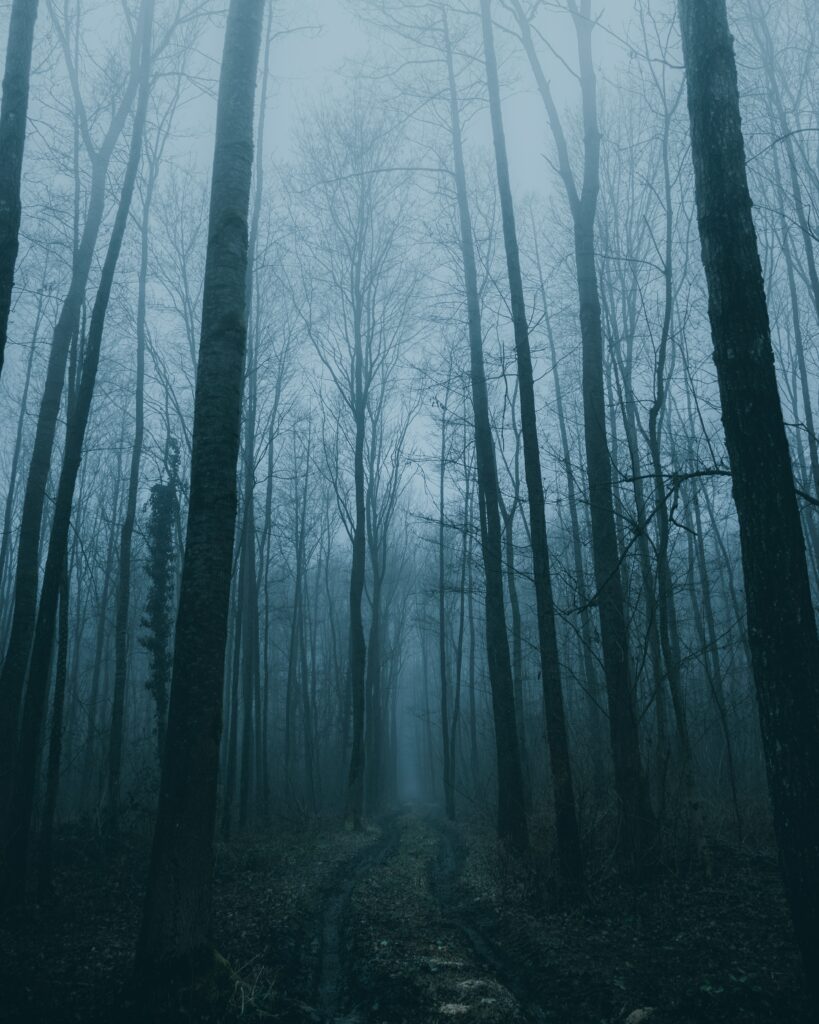 Foggy forest with narrow muddy path winding through tall leafless trees in cool blue tones Wallpaper