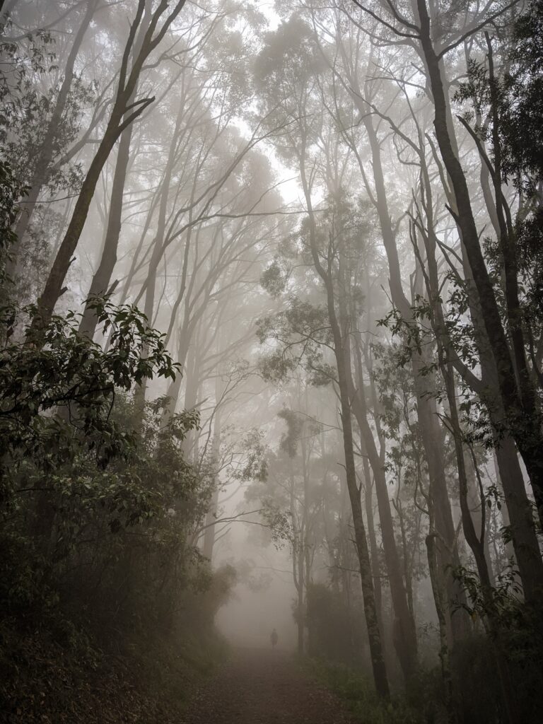 Foggy forest path through tall trees with soft mist creating tranquil ethereal wallpaper background