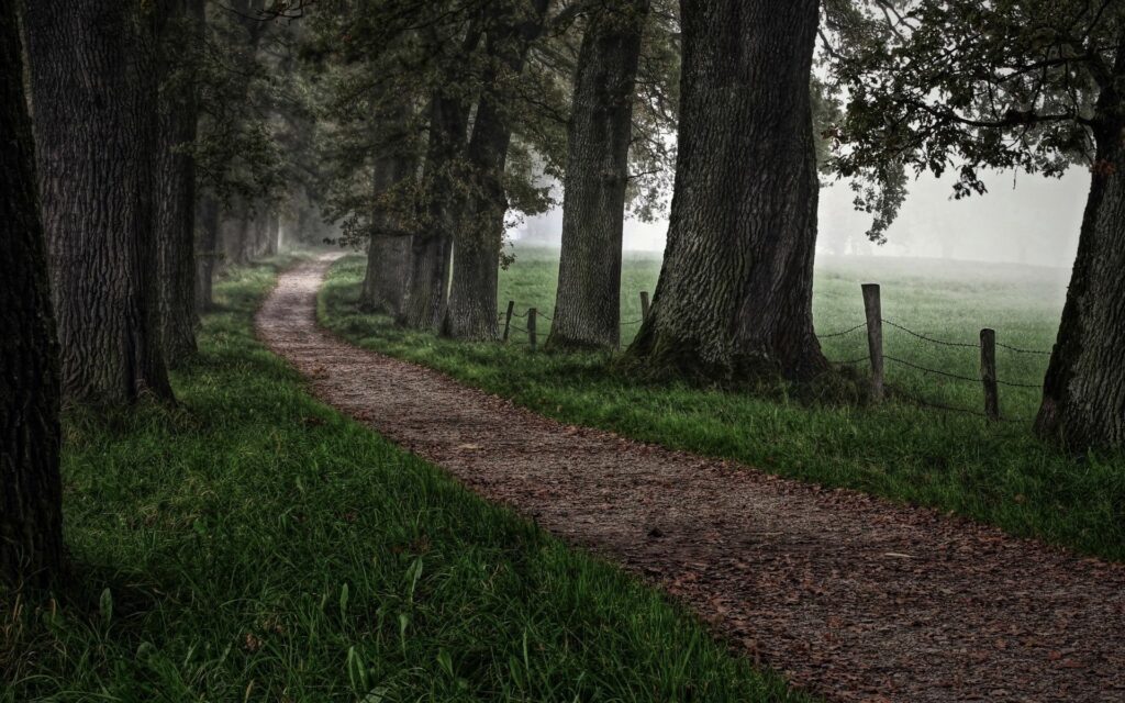 Winding forest road surrounded by lush green grass and misty towering trees peaceful landscape Wallpaper