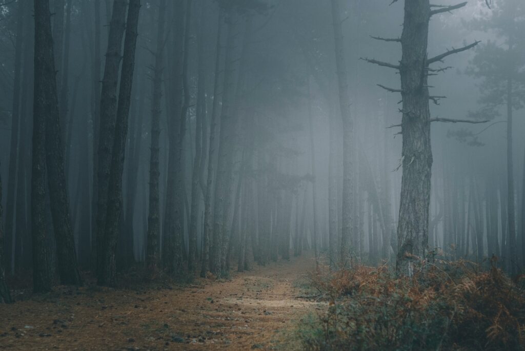 Mysterious foggy forest wallpaper with shadowy tall trees and winding path in muted greens and browns