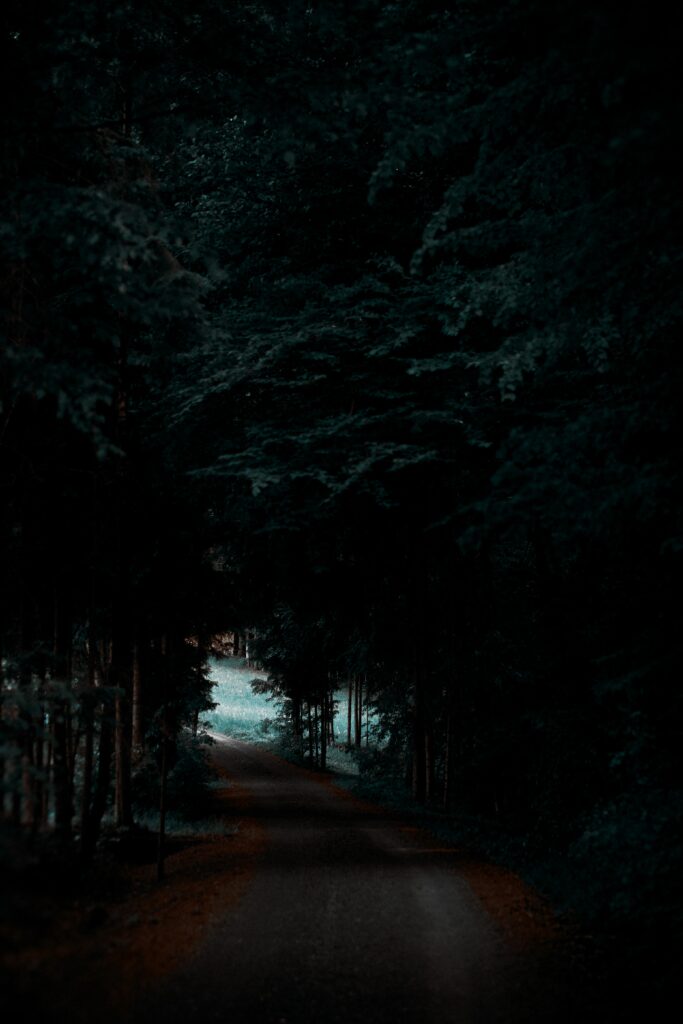 Mysterious forest path winding through dark towering trees with dense leafy canopy shadows Wallpaper