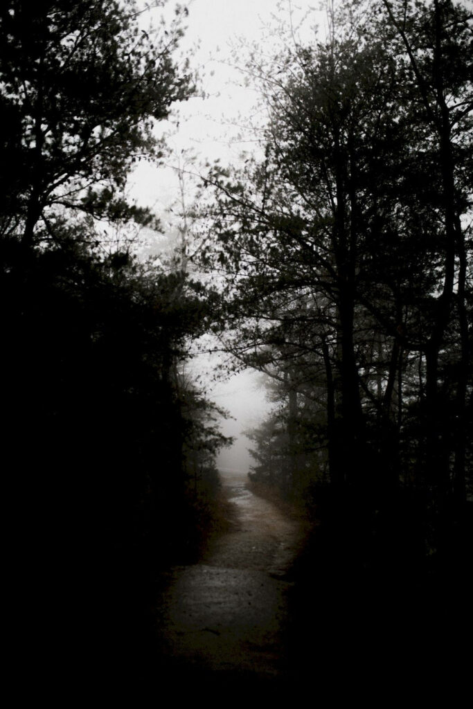 Mysterious Forest Path: Eerie Adventure Under Cloudy Sky Wallpaper