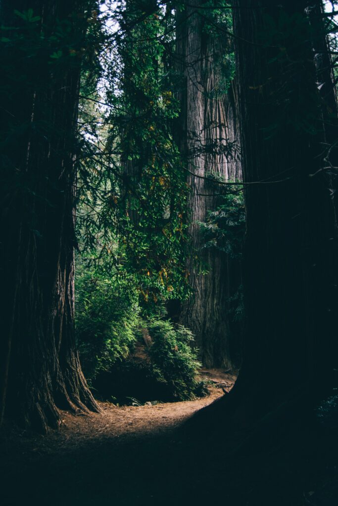 Mysterious forest wallpaper with towering trees shadows narrow green brown passage background