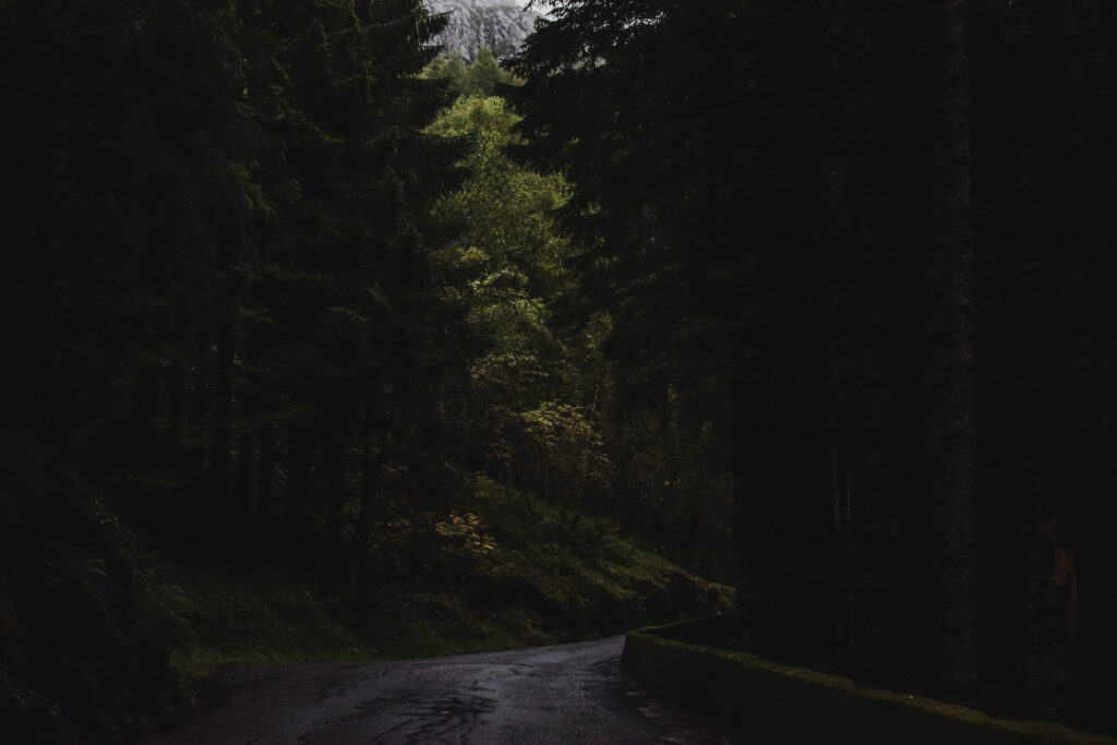 Dark winding forest road with towering trees and deep shadows creating a tranquil scene Wallpaper