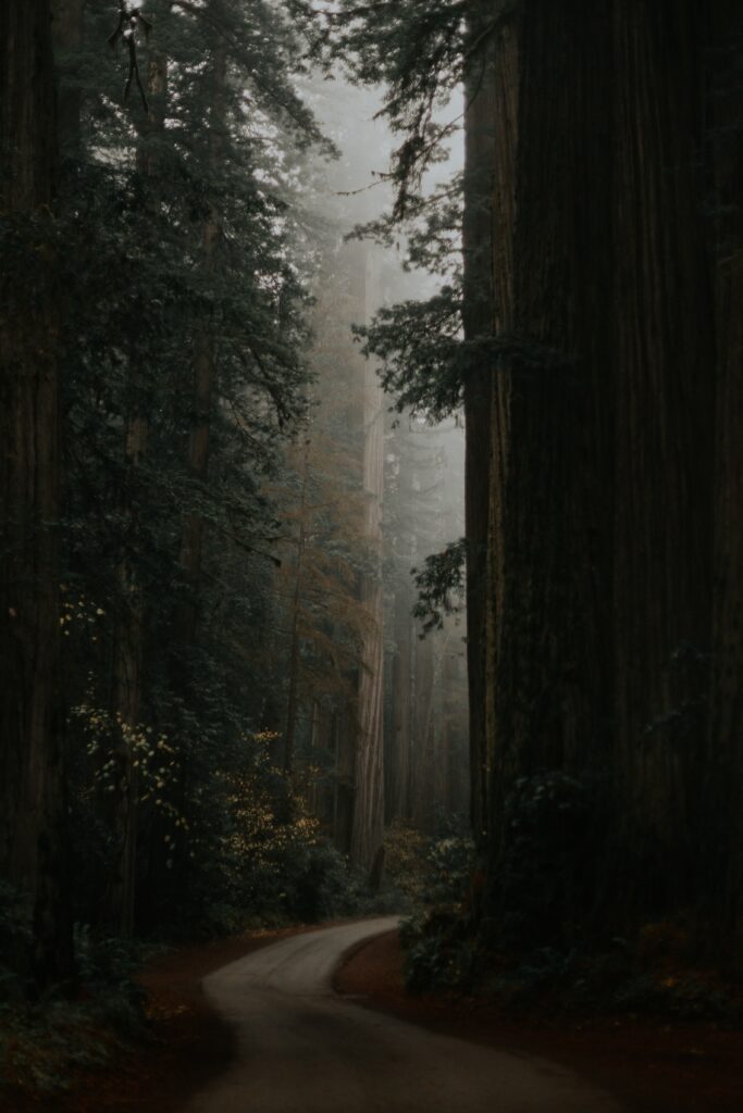 Winding forest road with misty light through tall trees dense greenery tranquil natural scene Wallpaper