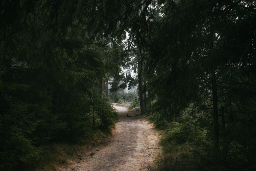 Mysterious forest wallpaper with winding trail dense tall trees deep shadows natural tones