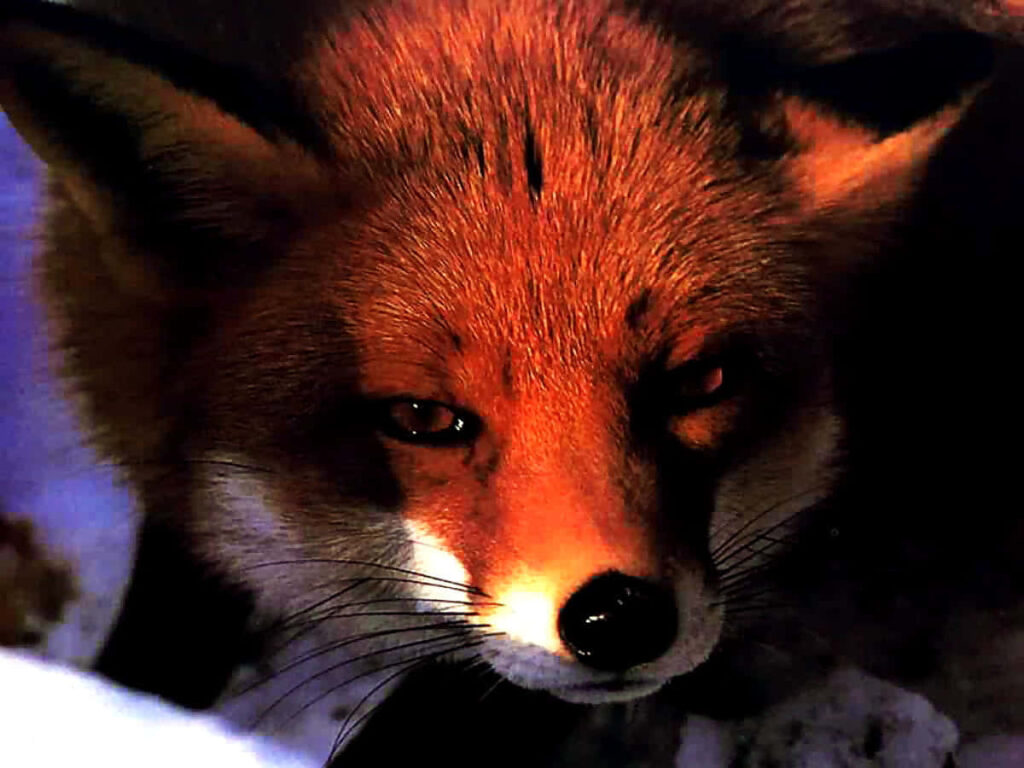Enigmatic Fox Wallpaper: Captivating Gaze & Warm Glow Background