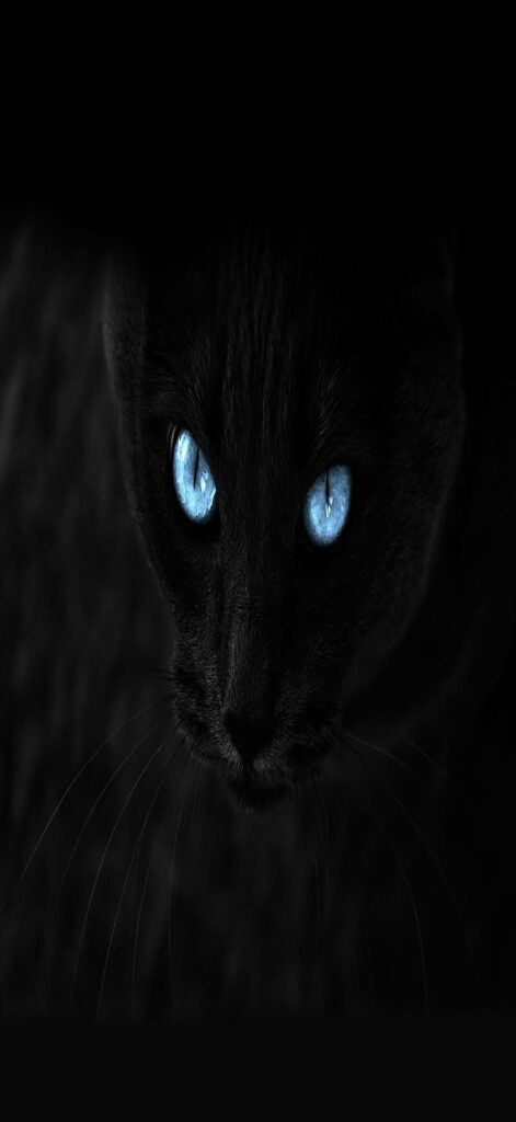 The Enigmatic Black Cat: Captivating Full HD Phone Background featuring Piercing Blue Eyes and Vignette Adornments Wallpaper