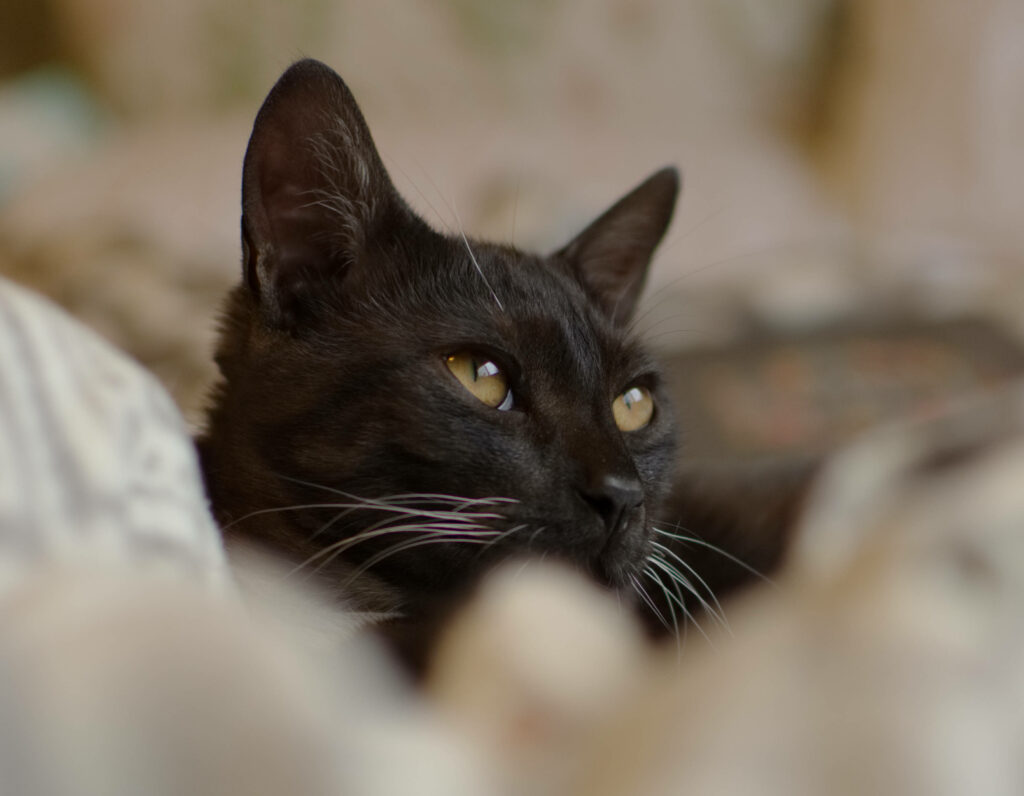 Mysterious Gaze: A Captivating Black Cat Amidst Enigmatic Surroundings Wallpaper