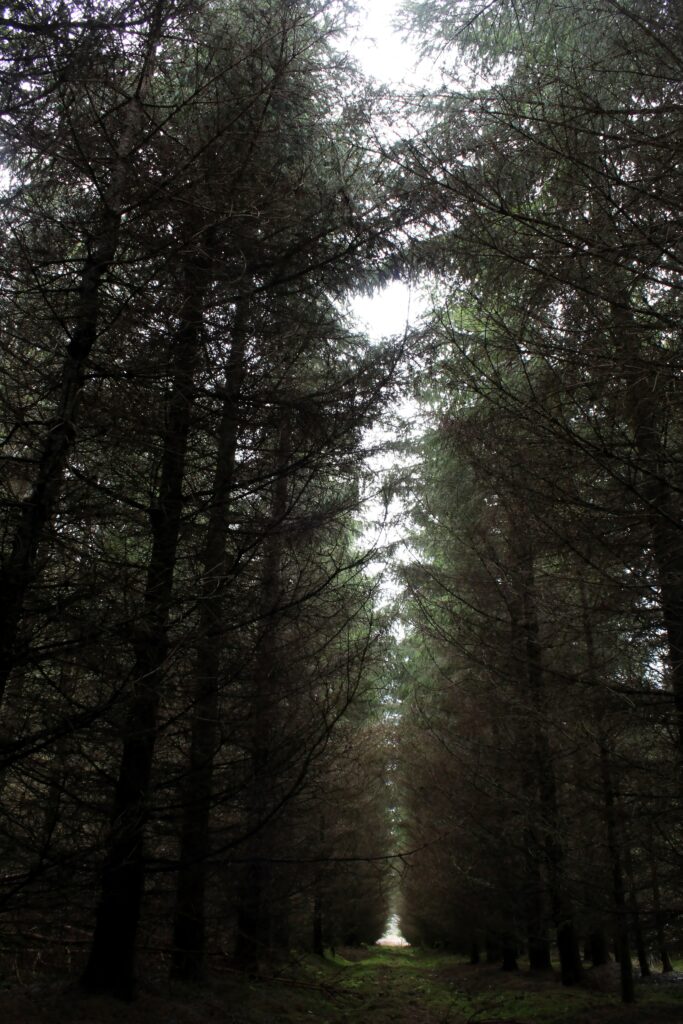 Gloomy forest with tall dense trees over narrow path soft light creating moody tranquil wallpaper
