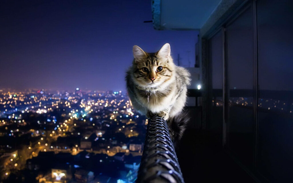 Aesthetic Cat Posing Majestically on Balcony Railing Under Starry Night Sky: Captivating Background Shot Wallpaper