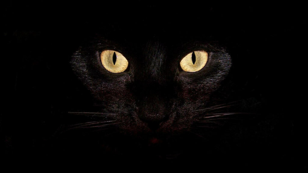The Enigmatic Darkness: Mesmerizing Black Cat with Piercing Yellow Eyes - Captivating Cool Black Background Image Wallpaper