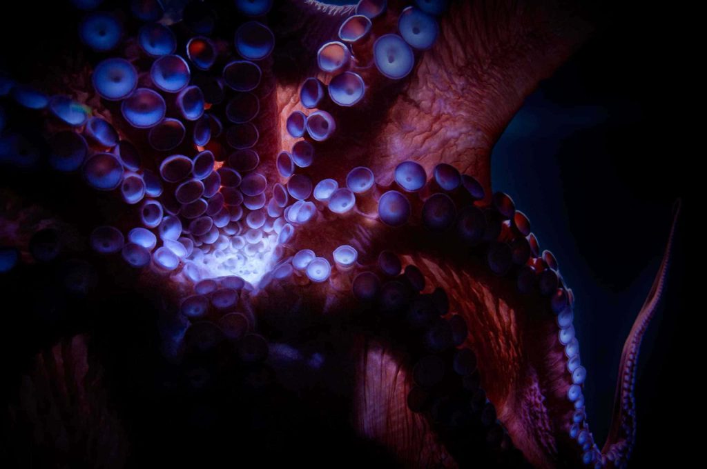 Close-up of reddish octopus tentacles with glowing blue bioluminescent suckers underwater Wallpaper