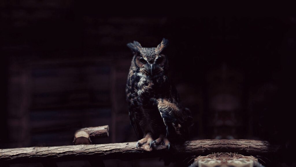 Mysterious Owl Wallpaper - Enigmatic Dark Background 1920x1080