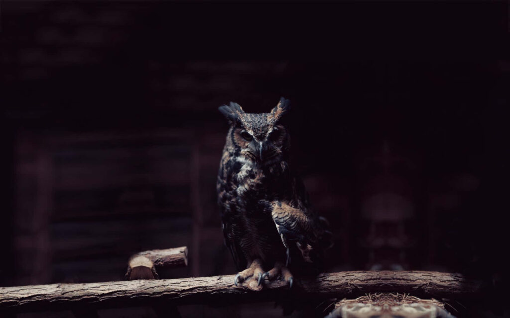 “Mysterious Owl Wallpaper: Intricate Feathers on Dark Background”