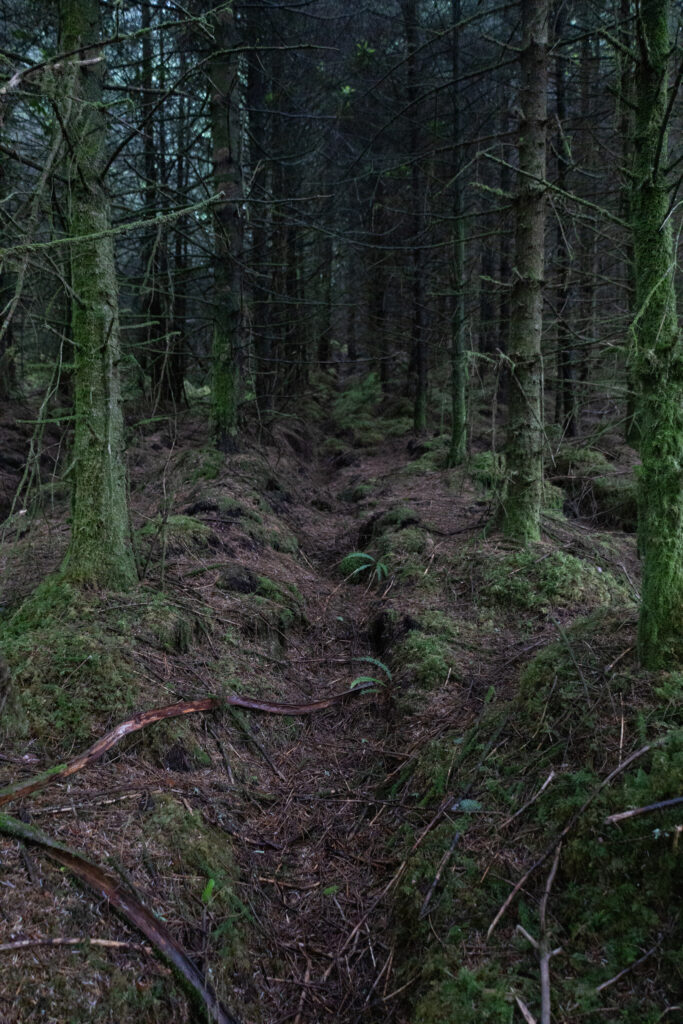 Dense shadowy forest with tall trees mossy floor and winding earthy path natural wallpaper background
