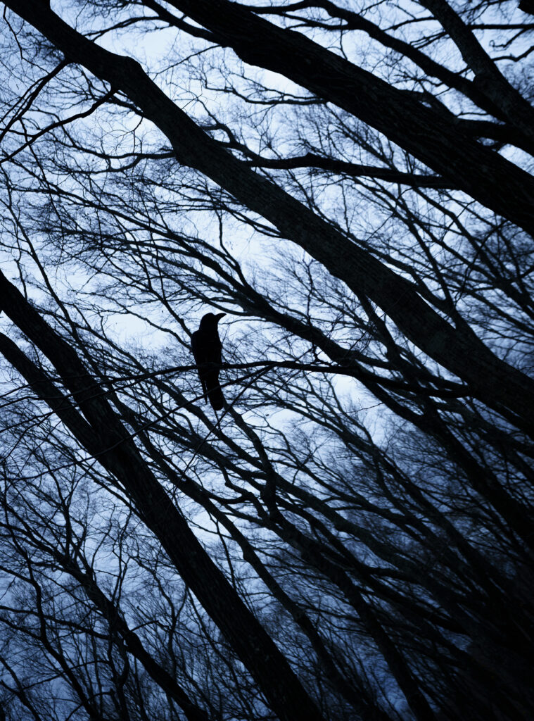 Solitary rook on bare branch in leafless trees silhouetted against moody blue sky wallpaper