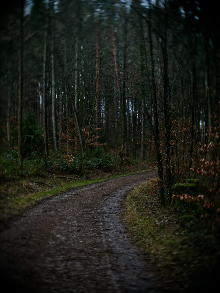 Winding road through dense dark forest with tall bare trees creating a tranquil atmosphere Wallpaper