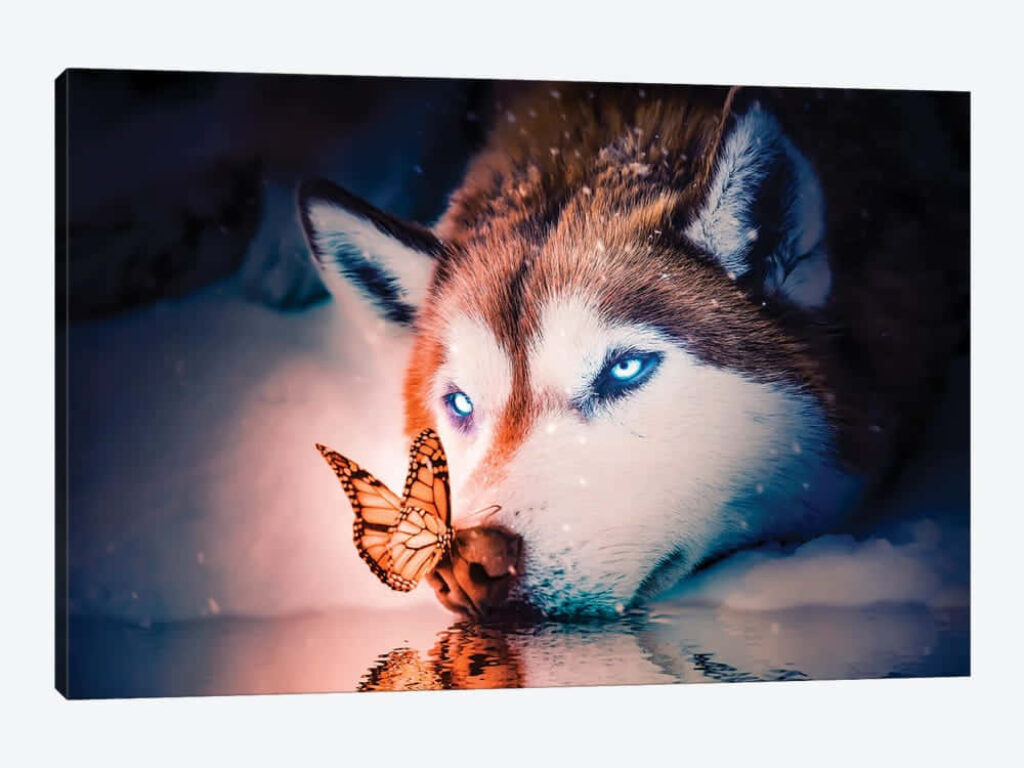 Mysterious Wolf with Blue Eyes and Butterfly - Serene Background Wallpaper