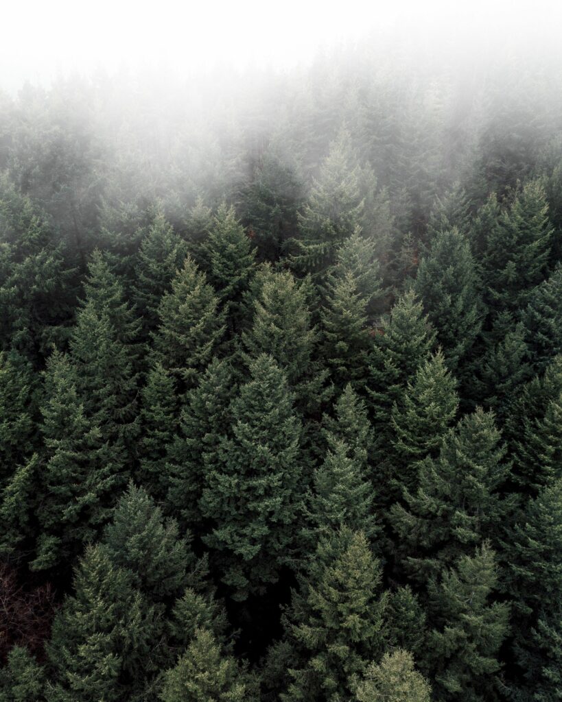 Aerial view of dense green forest trees covered in soft white mist creating a serene landscape Wallpaper