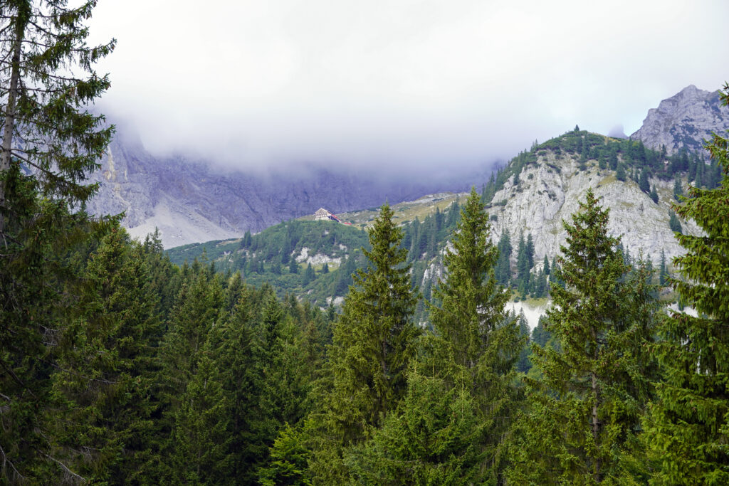 Aerial view of dense pine forest with foggy mountain peaks creating a serene landscape Wallpaper